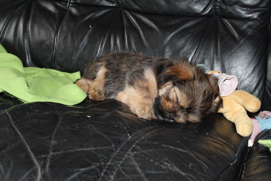 Blanding af racer Anton billede 8