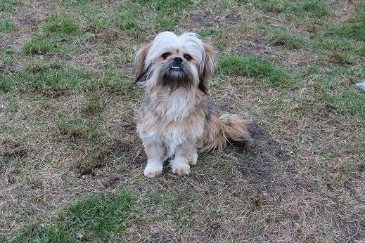 Blanding af racer Anton billede 11