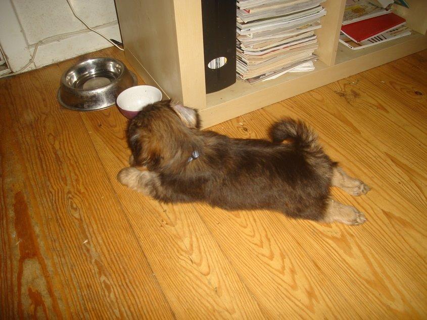 Blanding af racer Anton billede 10