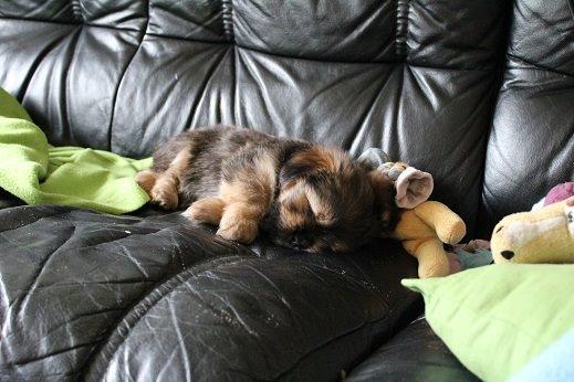 Blanding af racer Anton billede 12