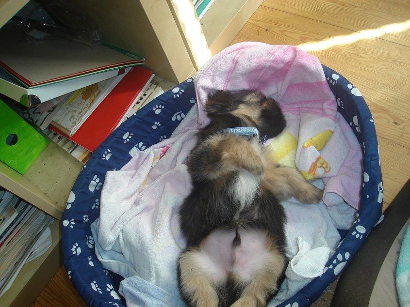 Blanding af racer Anton billede 13