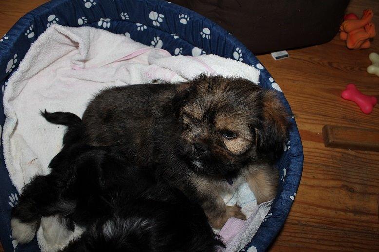 Blanding af racer Anton billede 14