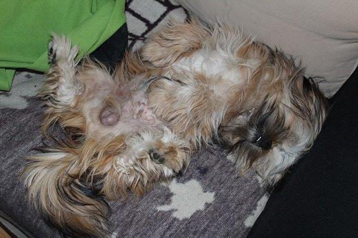 Blanding af racer Anton billede 16