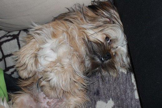 Blanding af racer Anton billede 17