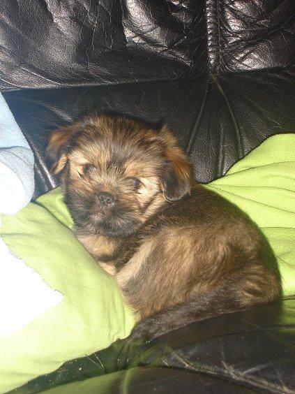 Blanding af racer Anton billede 2