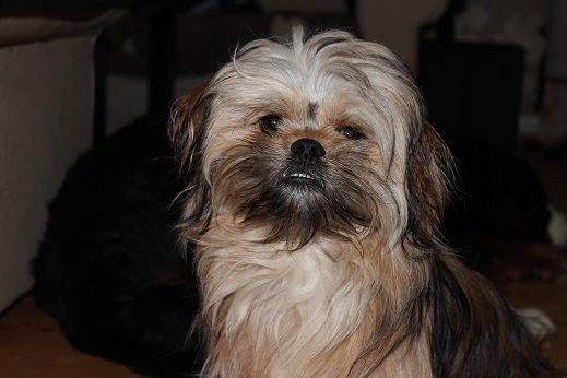 Blanding af racer Anton - Hejsa jeg hedder Anton.. billede 1