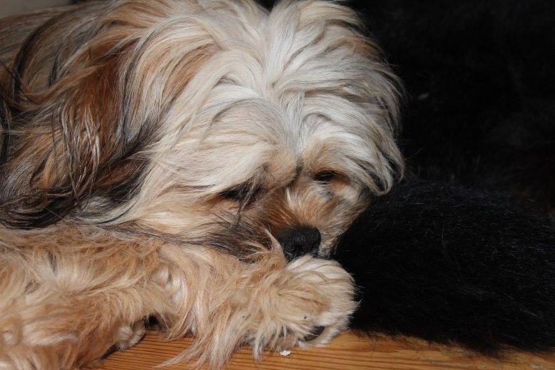 Blanding af racer Anton billede 18