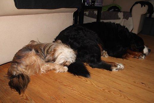 Blanding af racer Anton - Mig og min ELSKEDE storbror Boomer billede 9