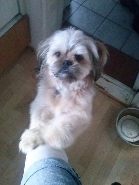 Blanding af racer Anton billede 21