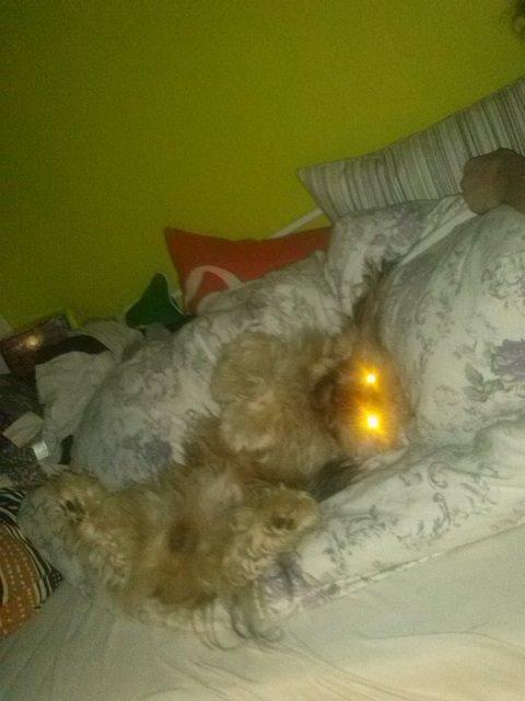 Blanding af racer Anton - Mutant hunden Anton billede 23