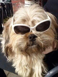 Blanding af racer Anton billede 5