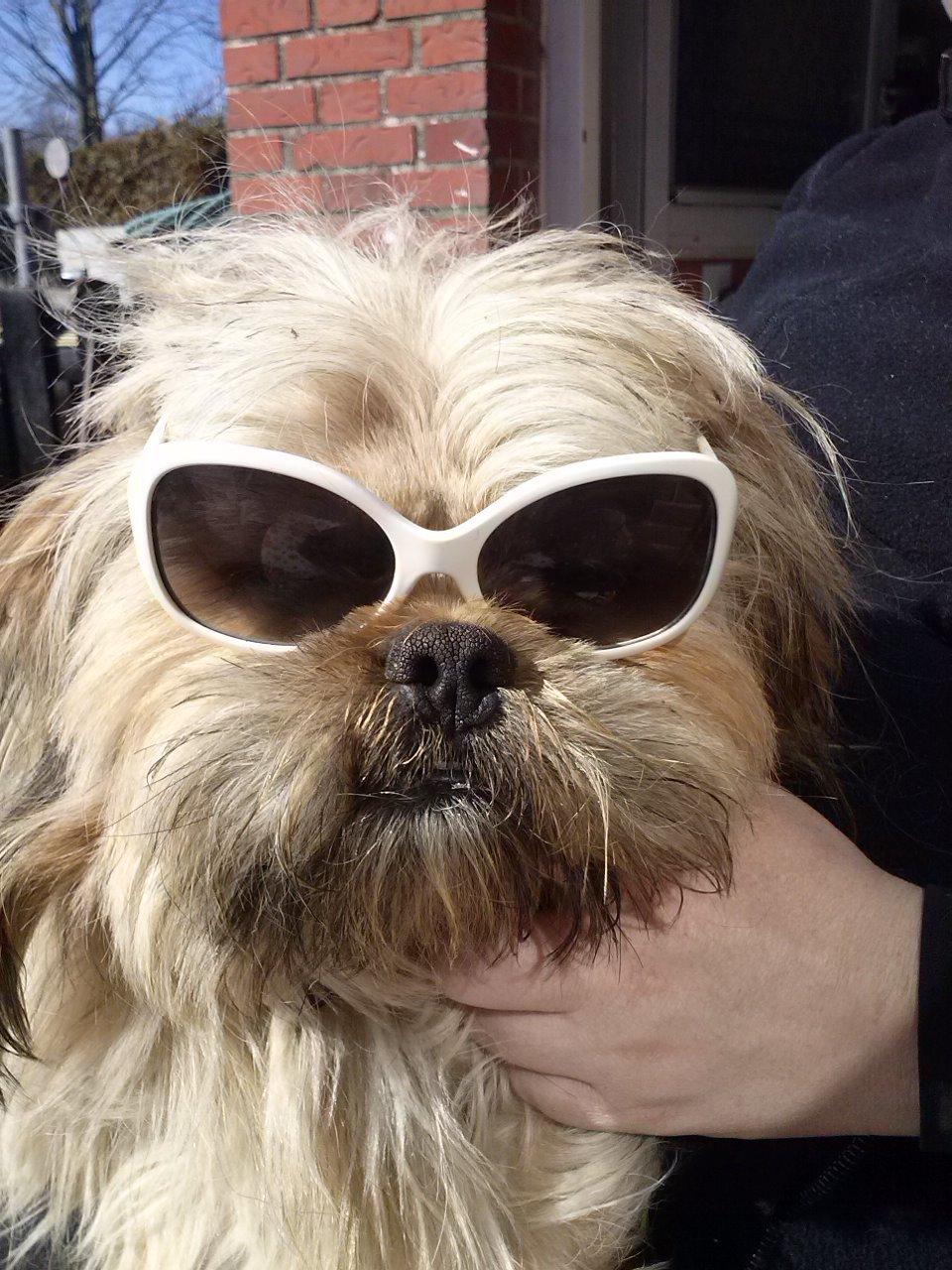 Blanding af racer Anton billede 24