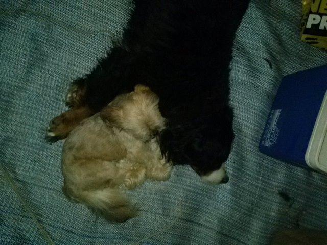 Blanding af racer Anton - Mig og Boomers ynglings sove stilling  billede 26