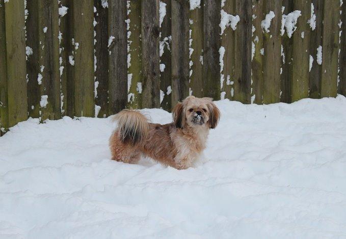 Blanding af racer Anton billede 29