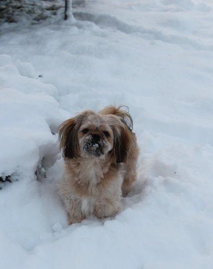 Blanding af racer Anton billede 30