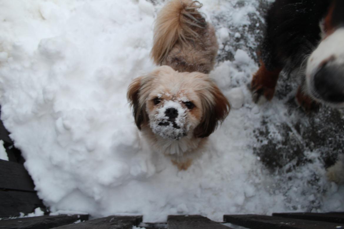 Blanding af racer Anton - Hva der nogle som sage sneskæg nejjjjj da.. billede 6