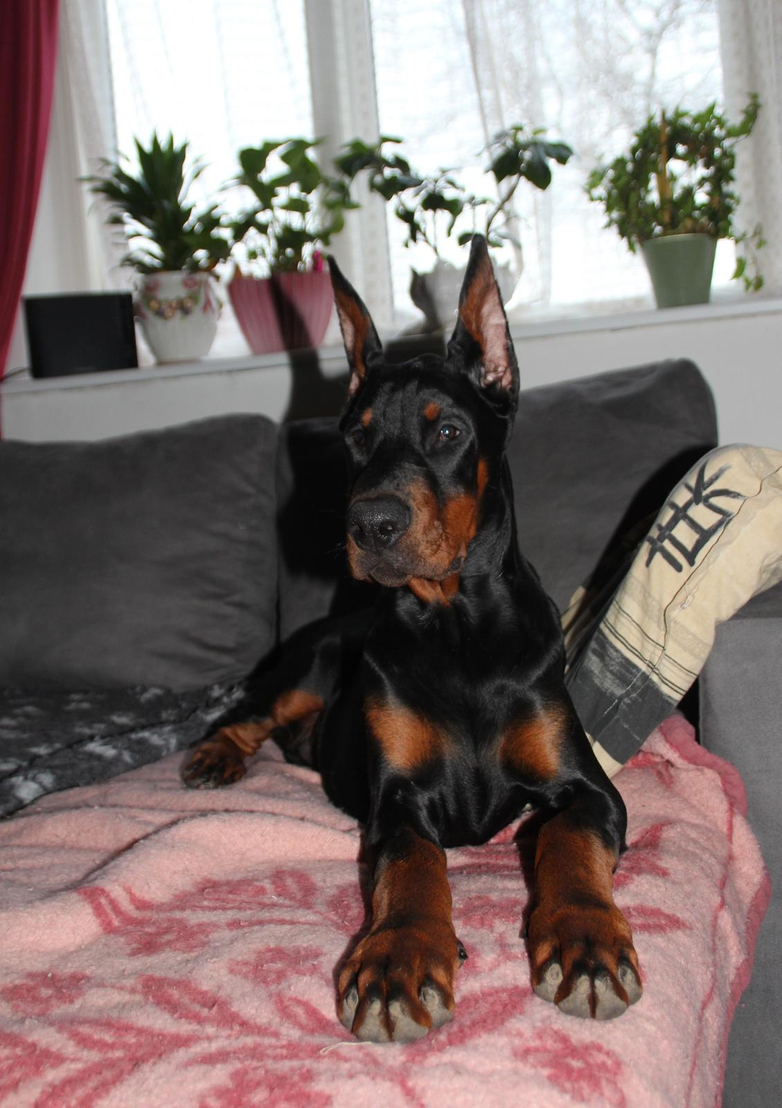 Dobermann LTJCH PLJW14 BALJW14 ROCH Tahi-Reme Jedi - 4½ mdr billede 25