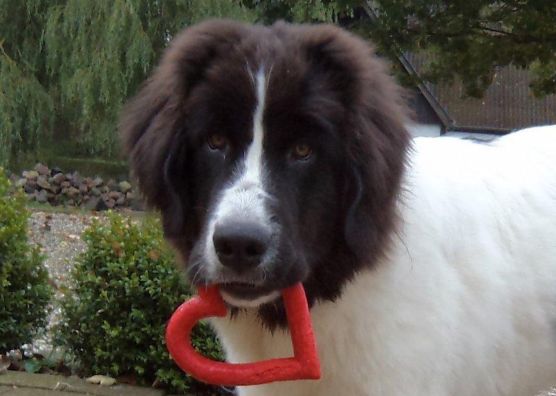 Landseer Nanaa - Apenayaa's Angelic Angel - De kalder mig "hjertebarnet" :-)
6 mdr. gammel billede 19