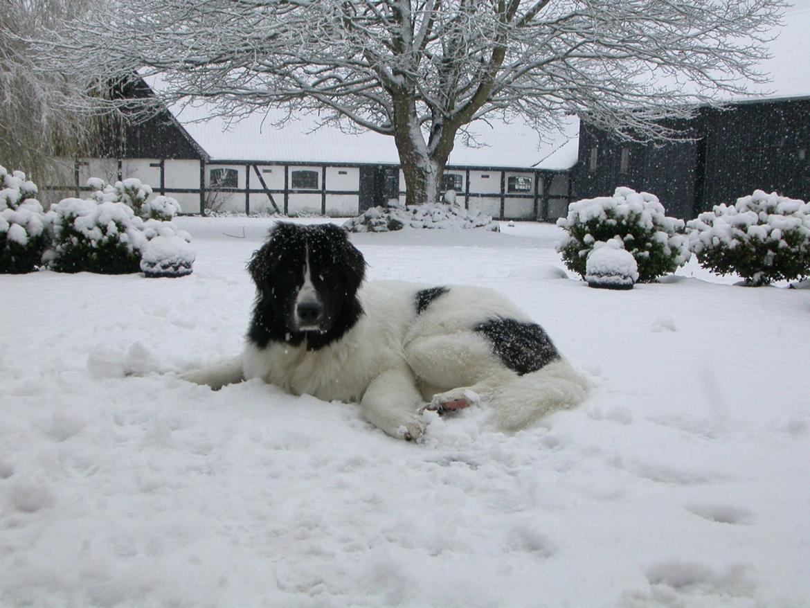 Landseer Nanaa - Apenayaa's Angelic Angel - Første snevejrsdag! De kalder mig isbamsen... billede 20