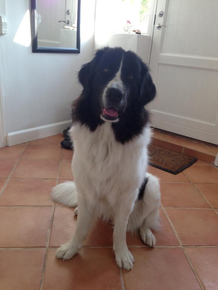 Landseer Nanaa - Apenayaa's Angelic Angel - Nanaa 1 år gammel billede 21