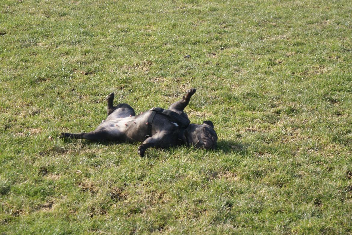 Fransk bulldog Nanna billede 30