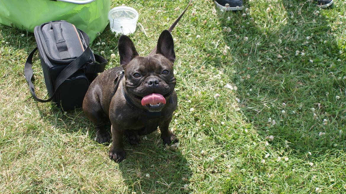 Fransk bulldog Nanna billede 31