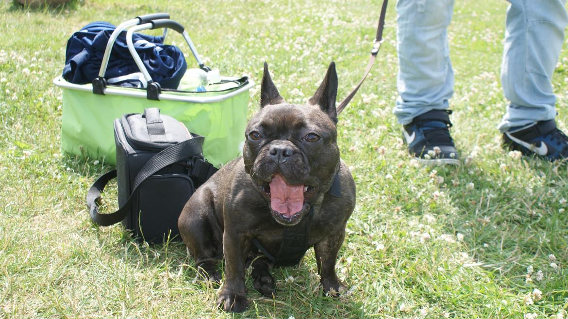 Fransk bulldog Nanna billede 32