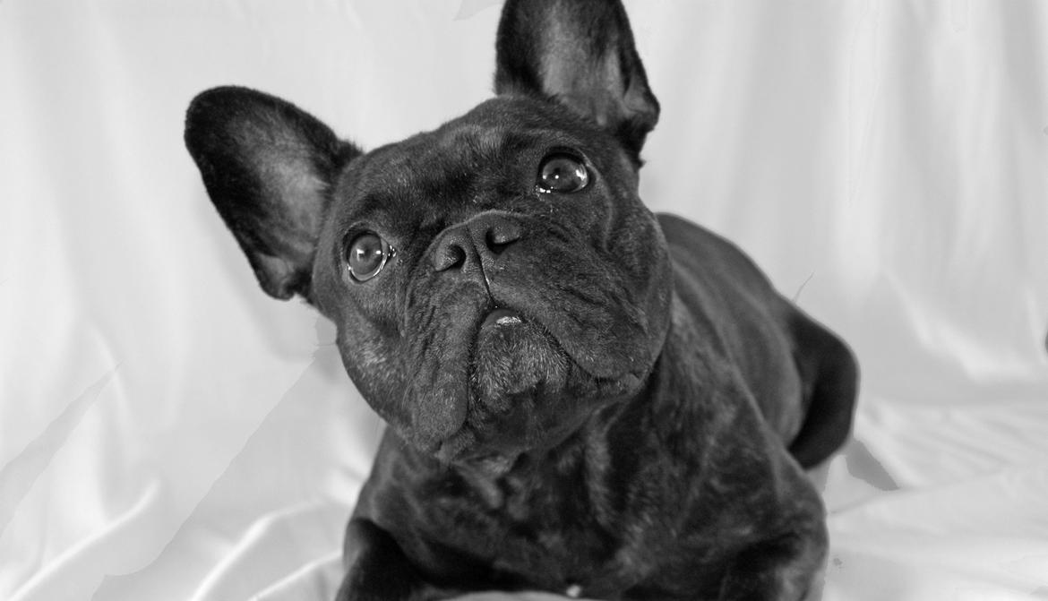 Fransk bulldog Nanna billede 2