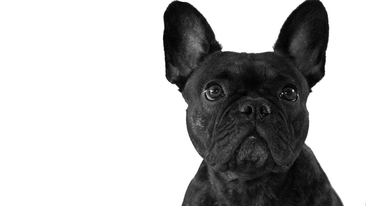 Fransk bulldog Nanna billede 1