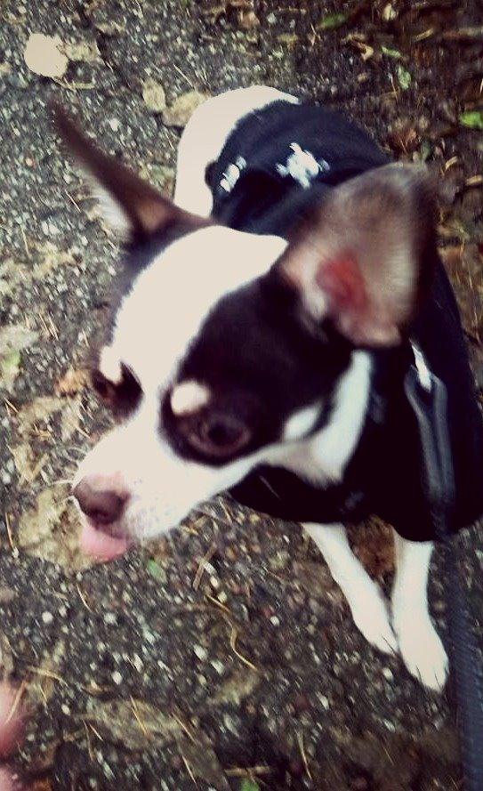 Chihuahua Robin billede 14