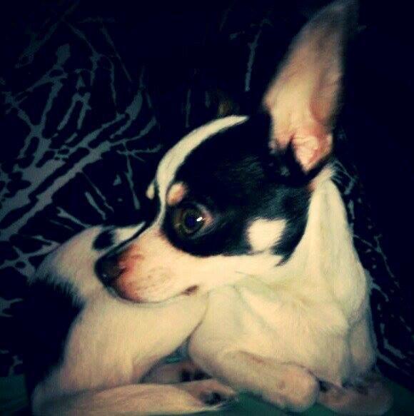 Chihuahua Robin billede 15