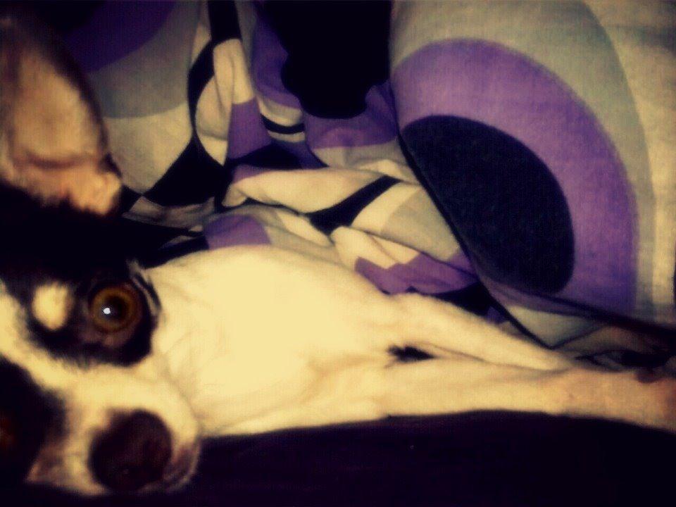 Chihuahua Robin billede 16