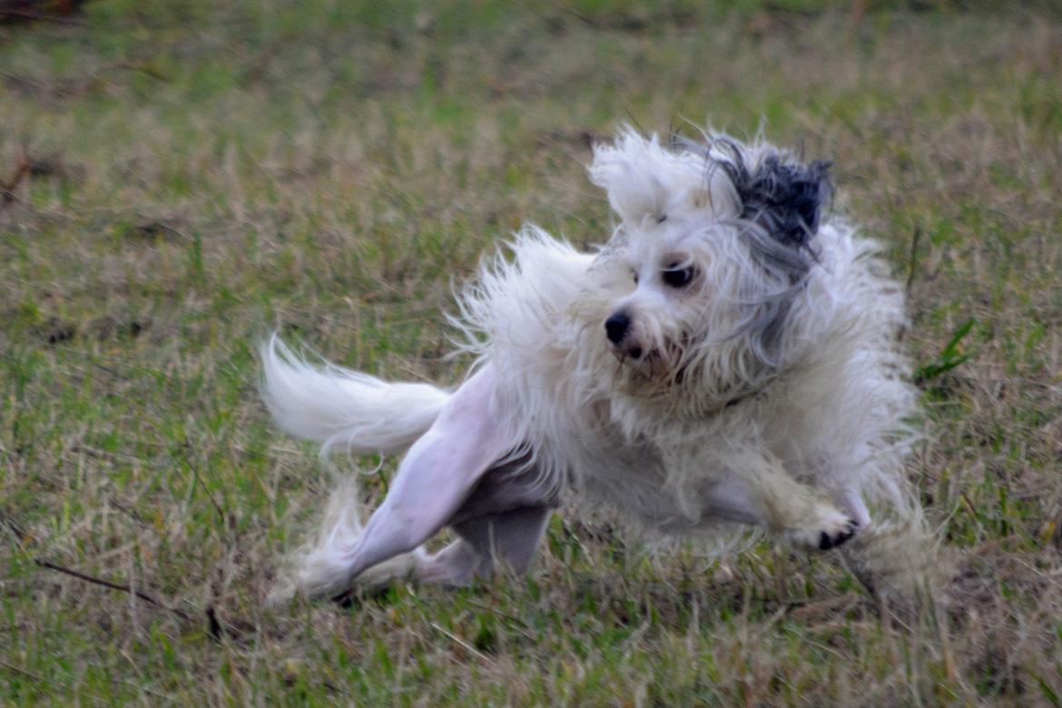 Løwchen Lions of Denmark X'llent Ludvig *Silas* billede 10