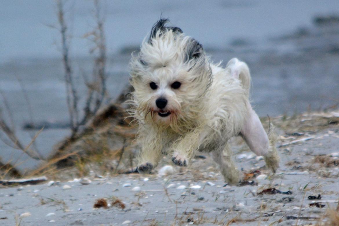 Løwchen Lions of Denmark X'llent Ludvig *Silas* billede 7