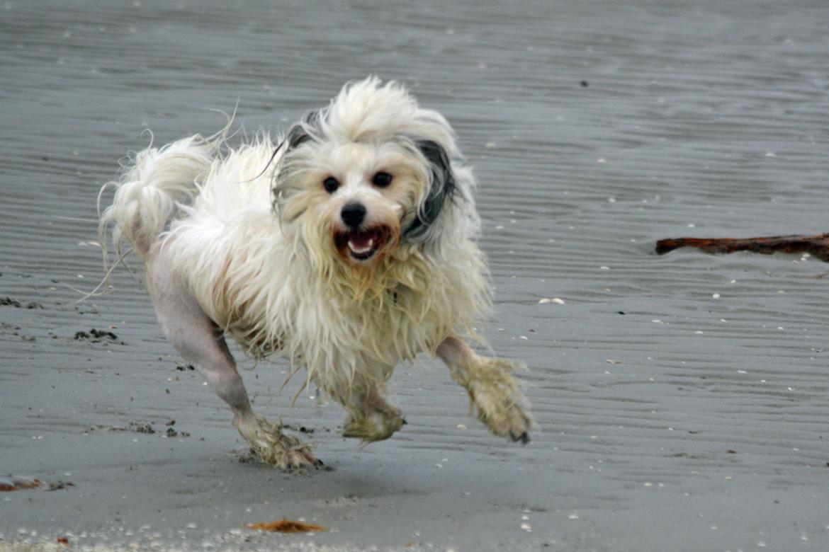 Løwchen Lions of Denmark X'llent Ludvig *Silas* billede 8