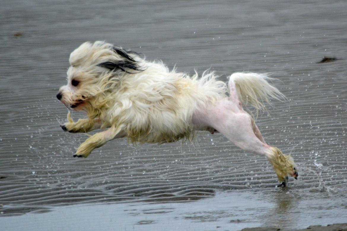 Løwchen Lions of Denmark X'llent Ludvig *Silas* billede 9