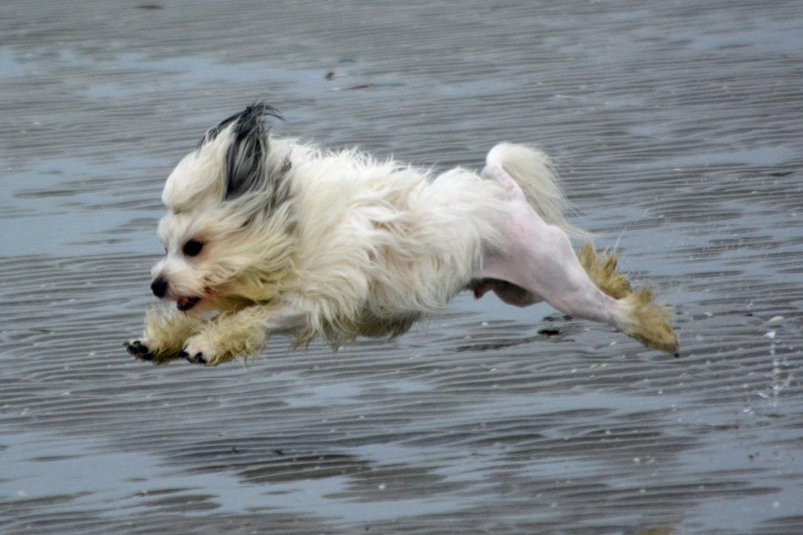 Løwchen Lions of Denmark X'llent Ludvig *Silas* billede 11