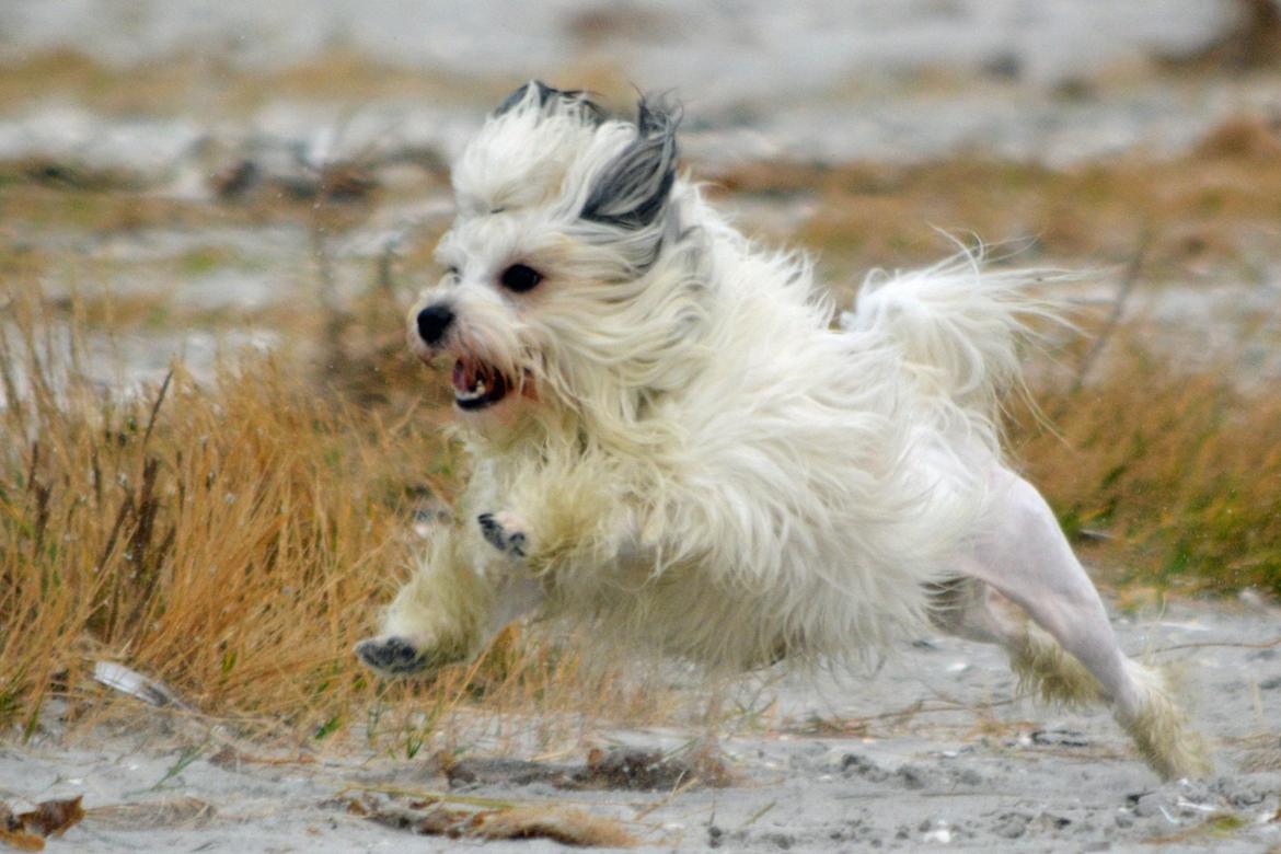 Løwchen Lions of Denmark X'llent Ludvig *Silas* billede 6