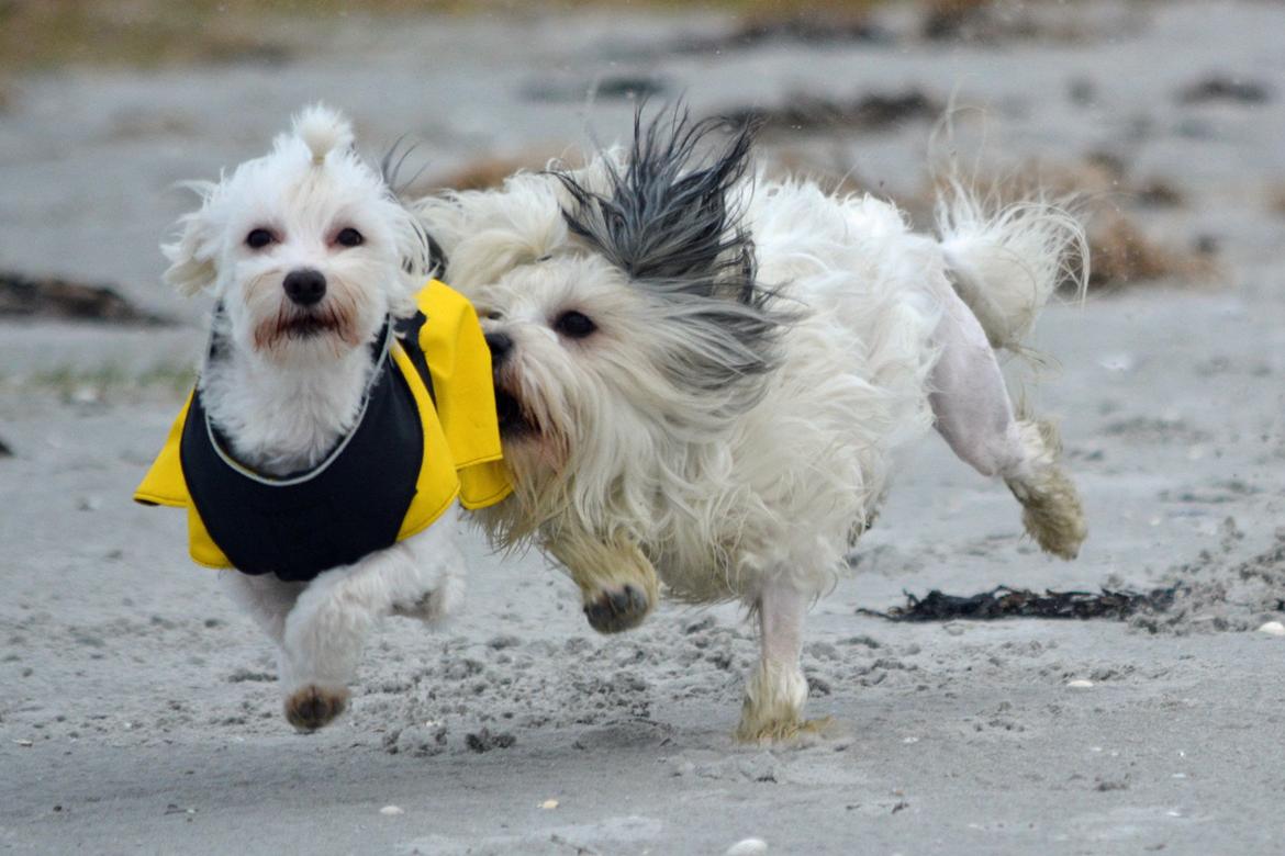 Løwchen Lions of Denmark X'llent Ludvig *Silas* billede 12