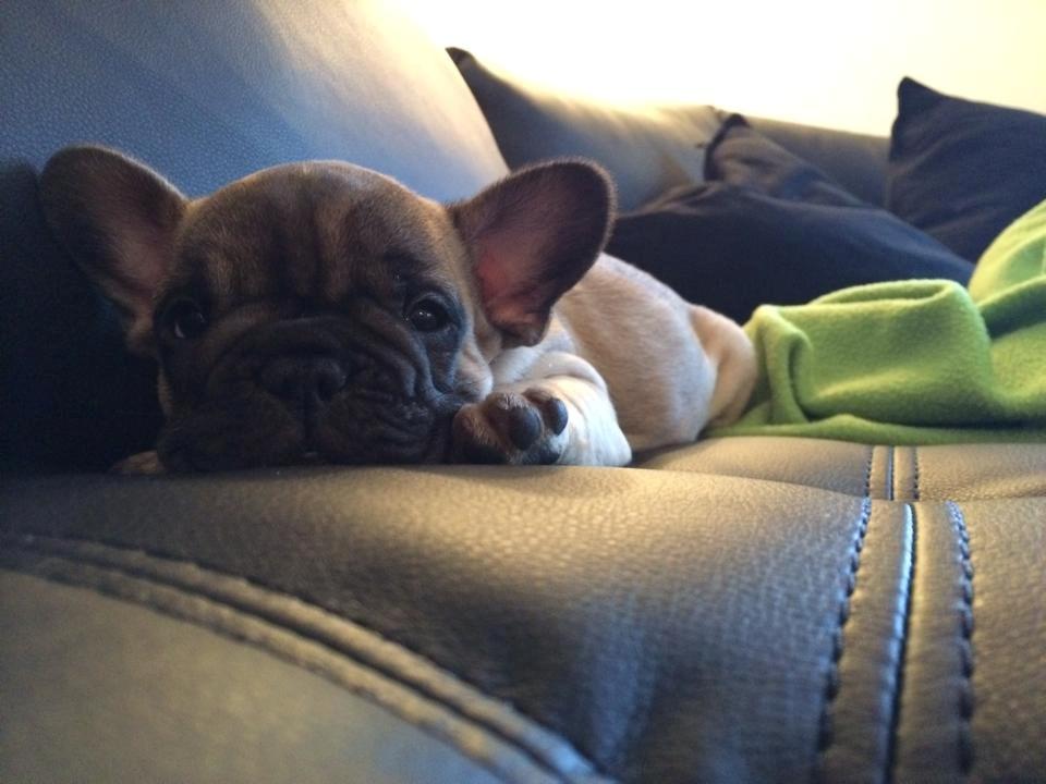 Fransk bulldog Polle billede 1