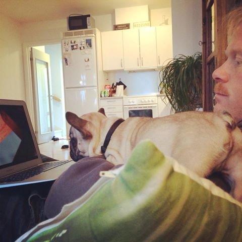 Fransk bulldog Polle - Ser jagt film med min jæger far.  billede 2