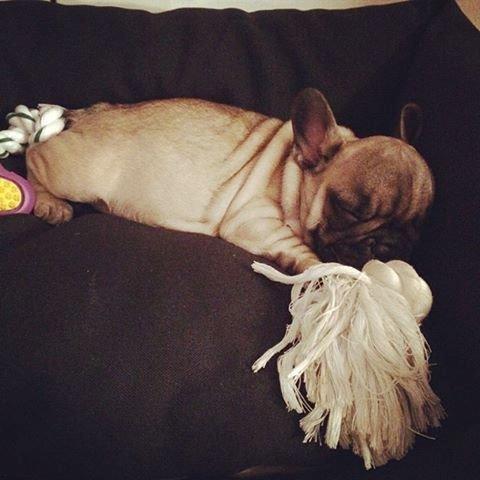 Fransk bulldog Polle - Lige kommet hjem til min nye mor og far efter en laaang køretur!  billede 3