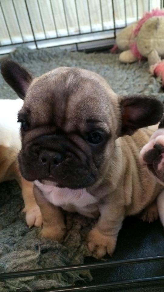 Fransk bulldog Polle - Mor og far besøgte mig 14 dage før jeg blev adopteret af dem.  billede 4