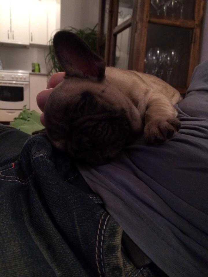Fransk bulldog Polle - Får en lur på fars mave billede 5