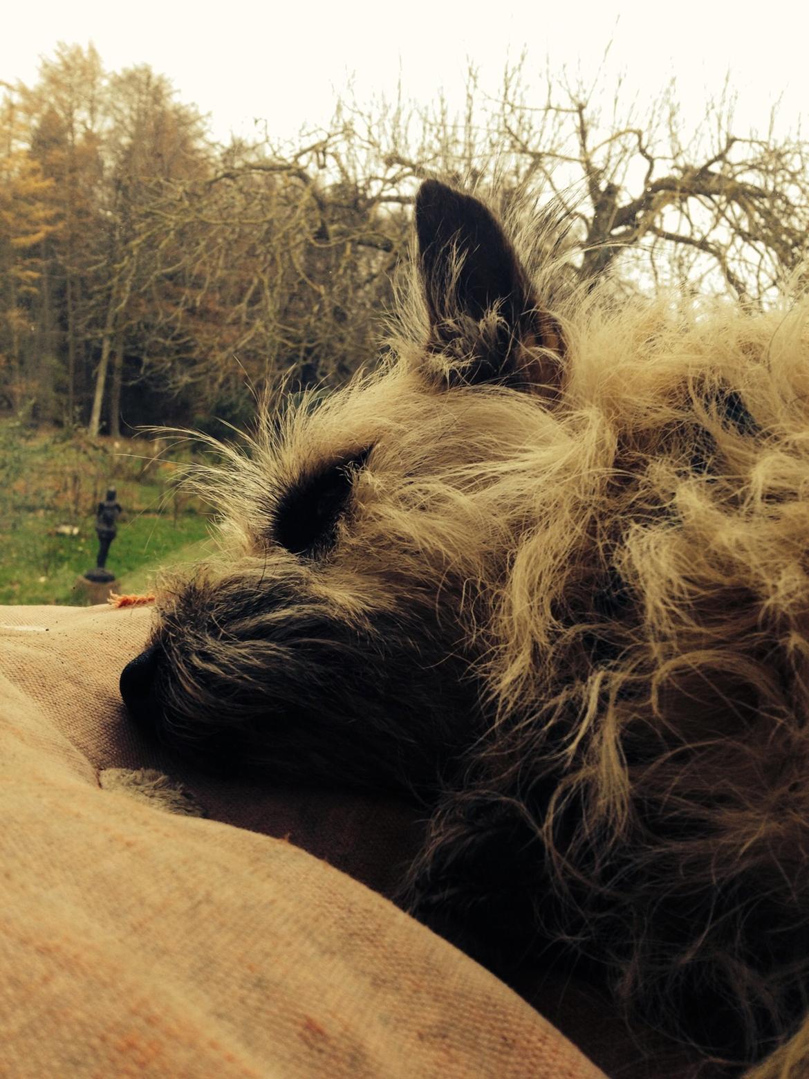Cairn terrier Muffi billede 10