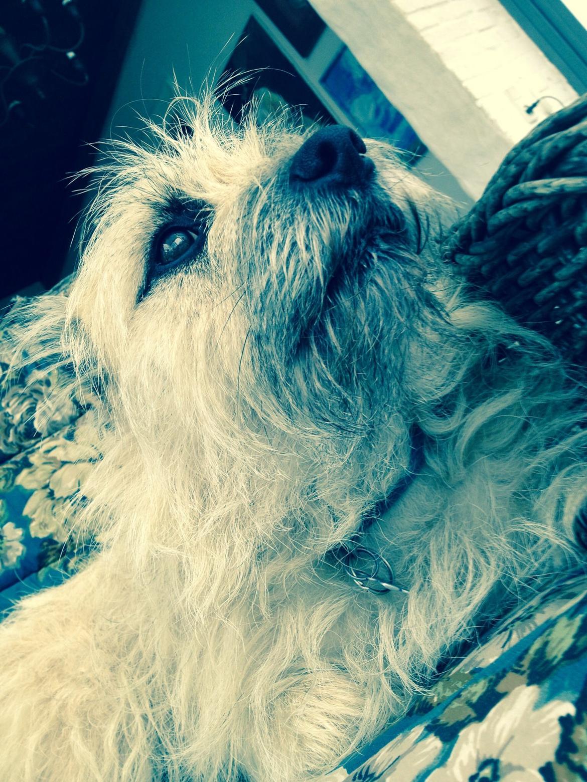 Cairn terrier Muffi billede 11