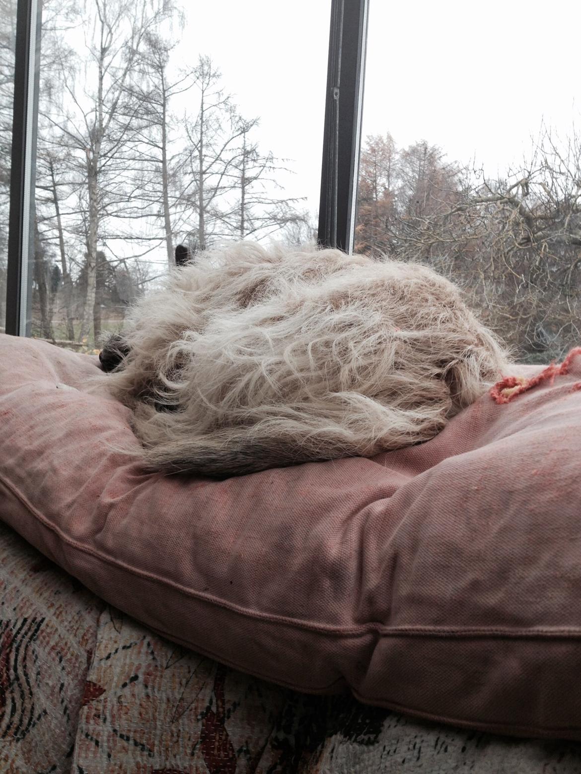 Cairn terrier Muffi billede 12