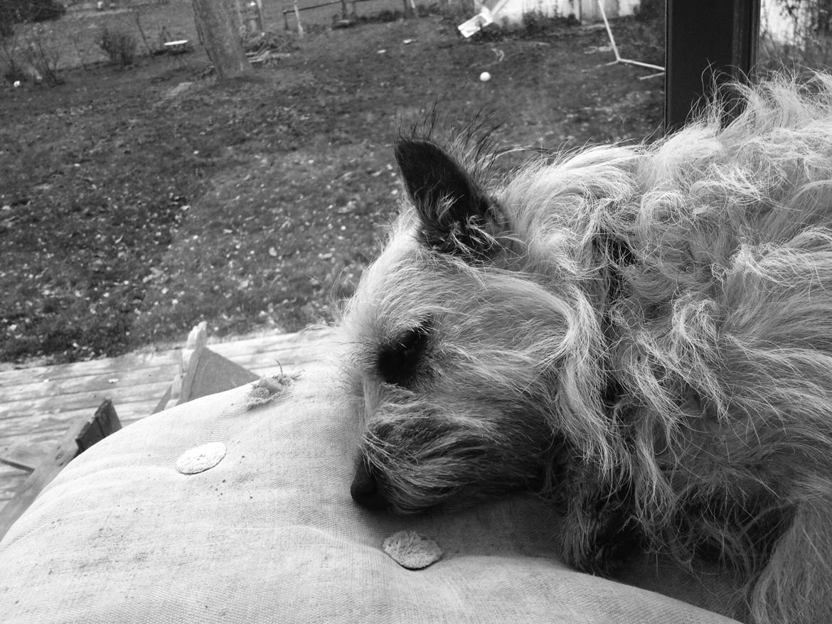 Cairn terrier Muffi billede 13