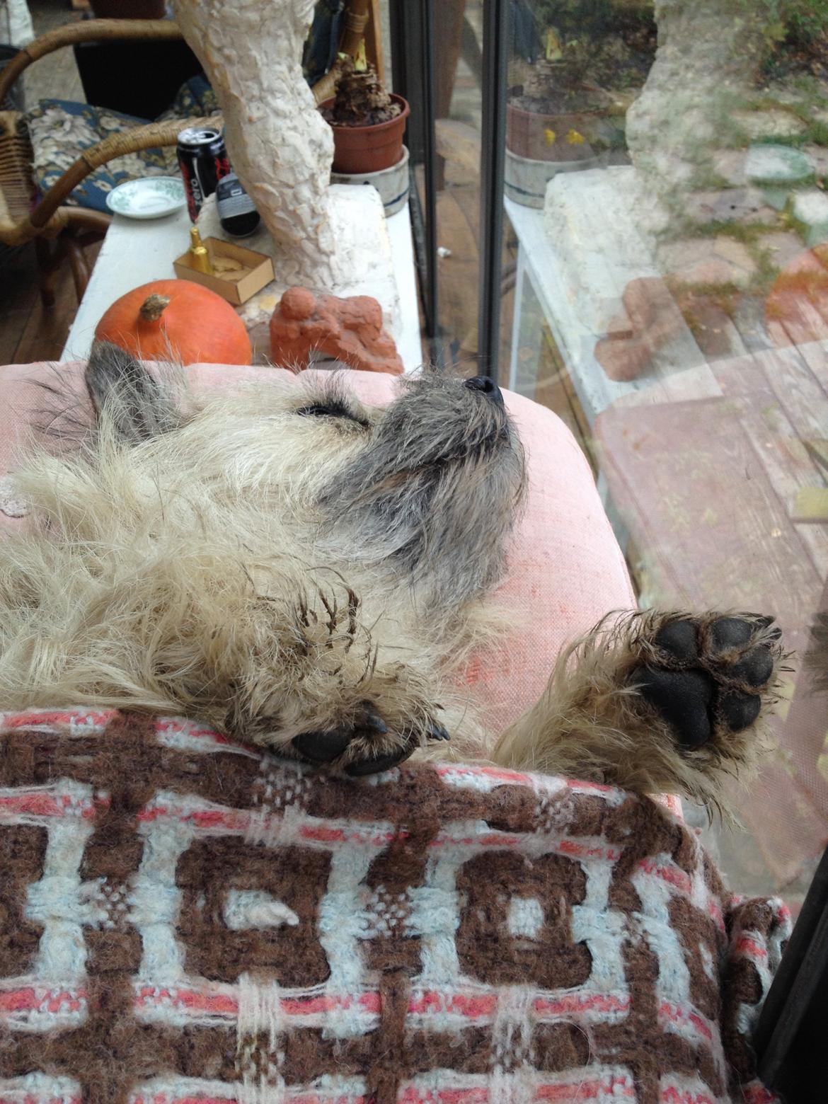 Cairn terrier Muffi billede 14