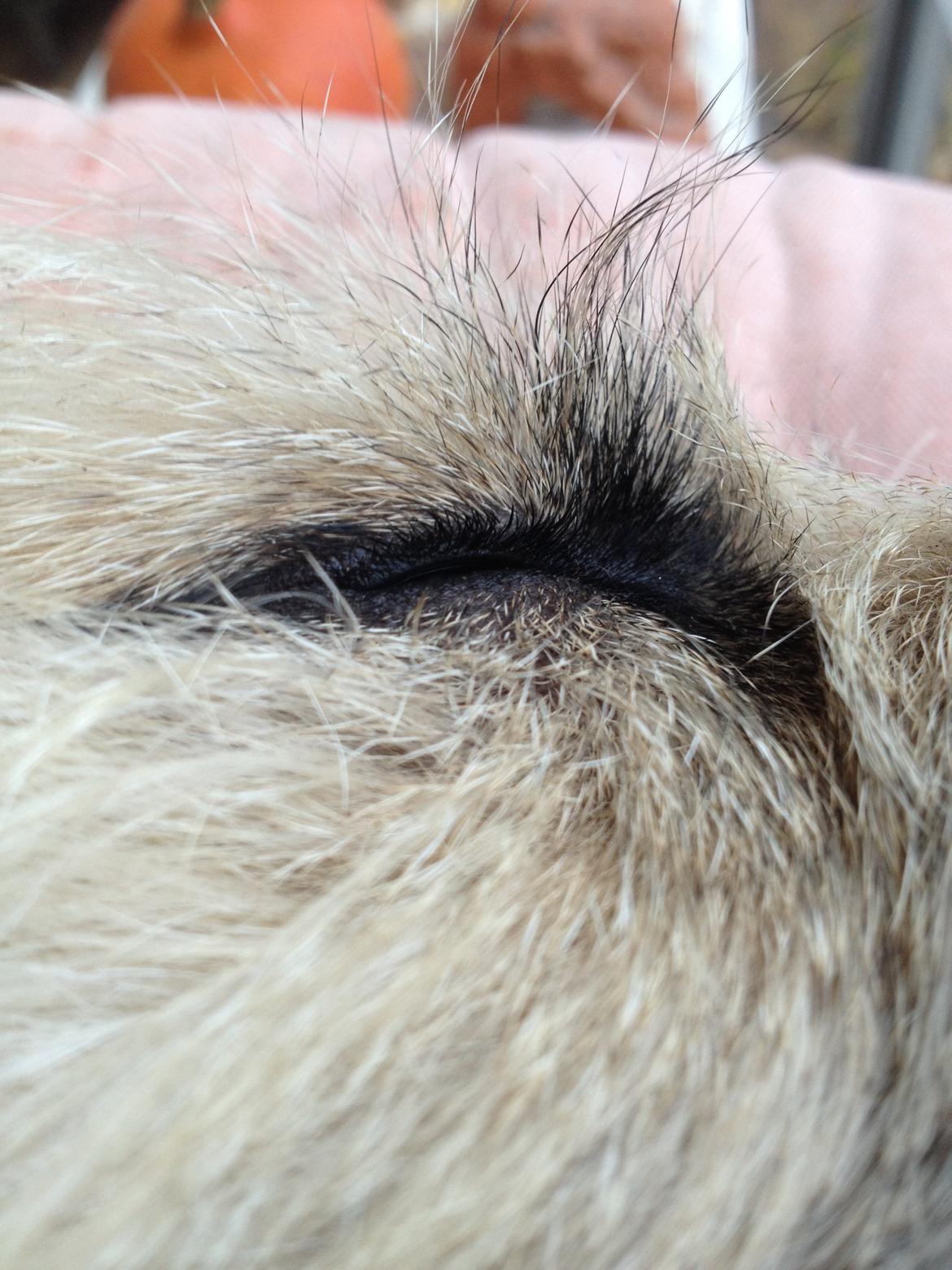 Cairn terrier Muffi billede 15